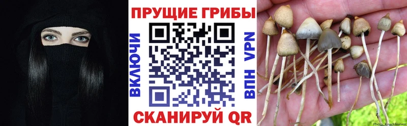 Галлюциногенные грибы GOLDEN TEACHER Нижняя Тура